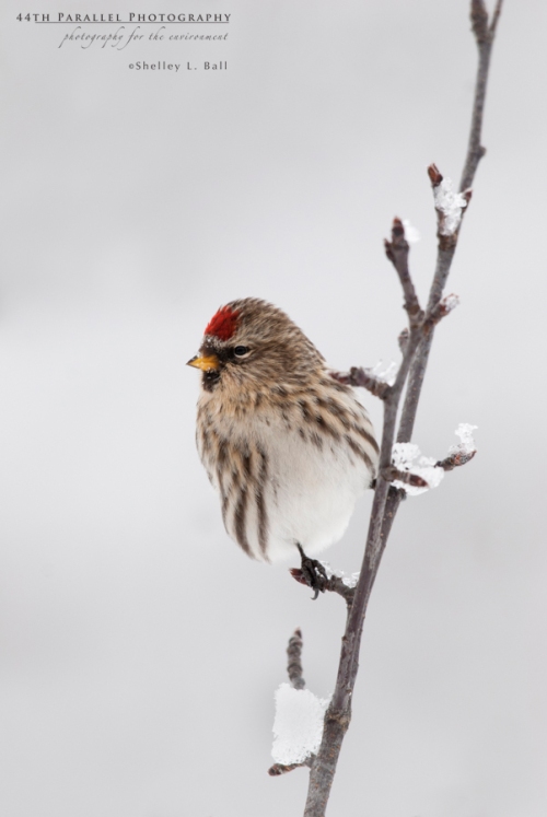 Some of winter's visitors to the area - a Common Redpoll.