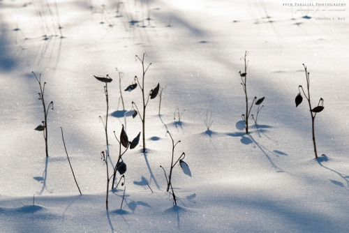 Dead milkweed pods in the snow. The late day sun casts lovely shadows.