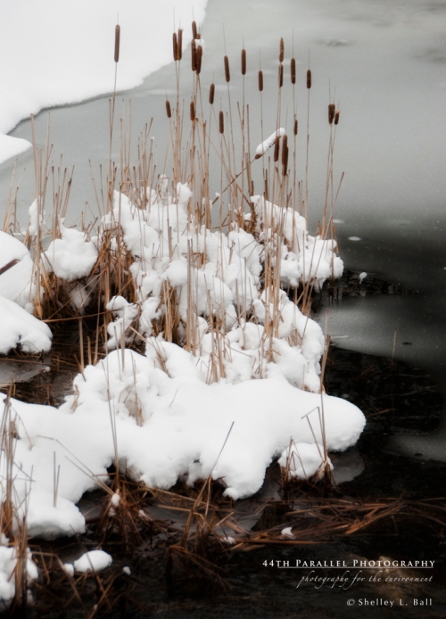 I love isolating just a few cattails and some snow.